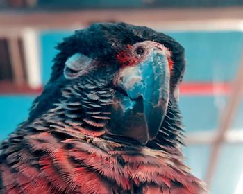 Close-up portrait of a bird