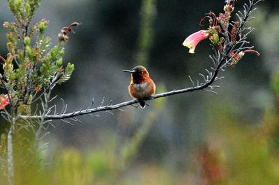 Close-up of bird perching on branch