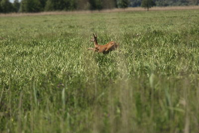 View of roe-dear running on field