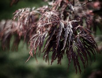 Close-up of plant