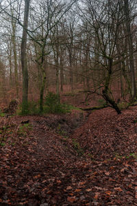 Trees growing in forest