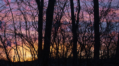 Silhouette of bare trees in forest