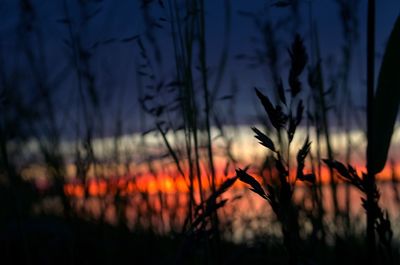 Close-up of plant against blurred background