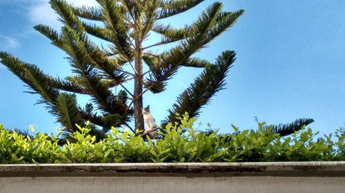 Low angle view of palm trees against blue sky