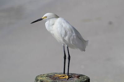 Close-up of seagull perching on a bird