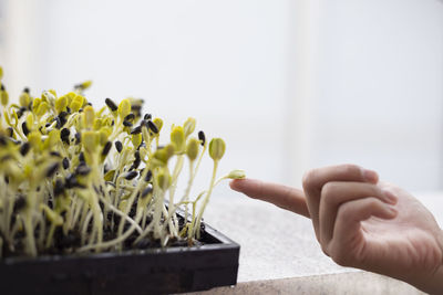 Close-up of hand holding plant