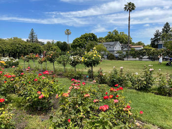 Flowering plants and trees on field against sky