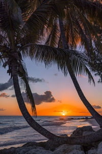 Scenic view of sun and sea framed by the palm trees, maxwell beach, barbados.