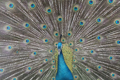 Full frame shot of peacock feathers