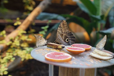 Close-up of butterfly on table