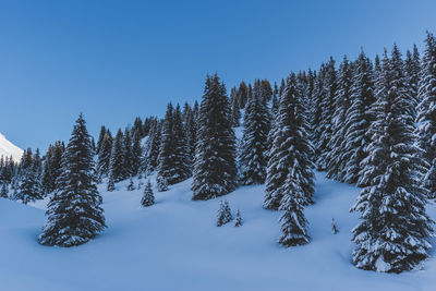 A picturesque shot of tall pine trees covered in snow in a forest in the french alps mountains