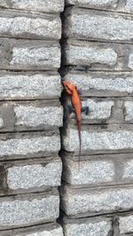 Chameleon on the wall