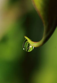 Close-up of green leaf