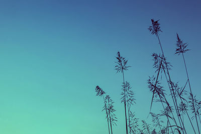 Low angle view of palm tree against clear sky