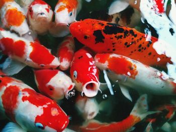 Close-up of koi fish in sea