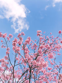 Low angle view of pink flowers blooming on tree against sky