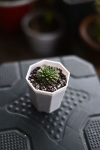 Close-up of potted plant on table