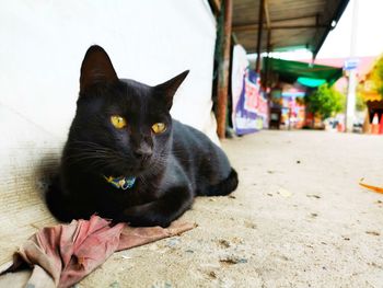 Portrait of black cat