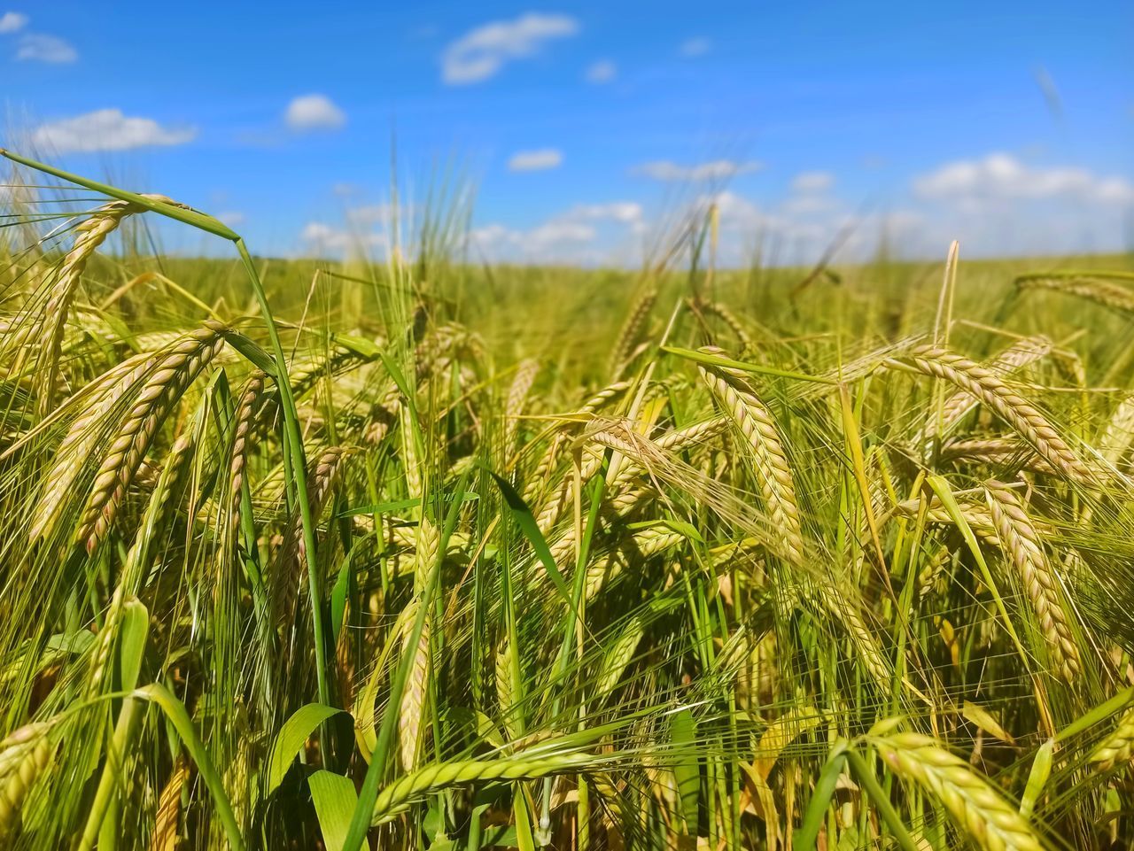 CLOSE-UP OF WHEAT FIELD