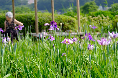 Close-up of purple flowering plants on field