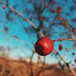 Close-up of fruit growing on tree