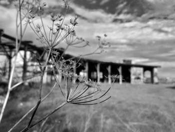 Close-up of plant against sky