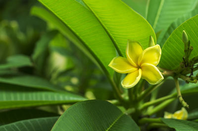 Close-up of yellow flowering plant