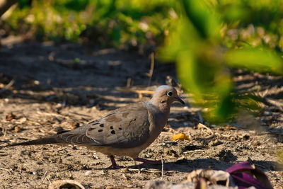 Close-up of a bird perching on a land
