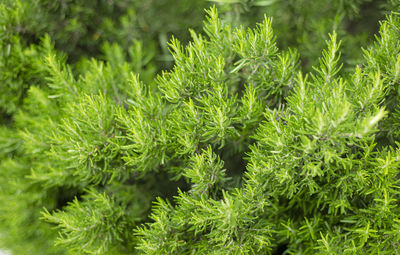 Rosemary. green natural backgrounds. rosemary bushes. view from above.