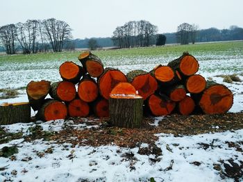 Stack of logs on field in winter