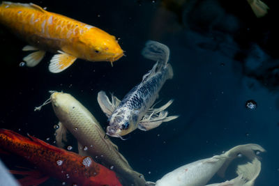 Fish swimming in sea