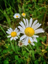 Close-up of white daisy flowers on field