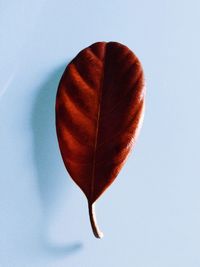 Close-up of leaf on white background