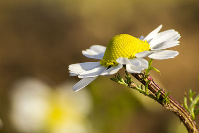 Close-up of white flowers