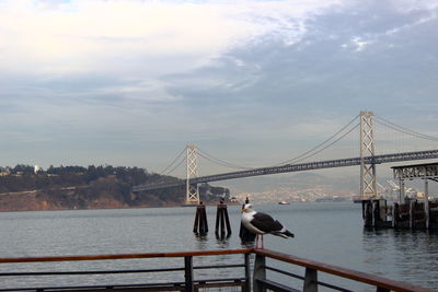 Seagull perching on railing against suspension bridge over river