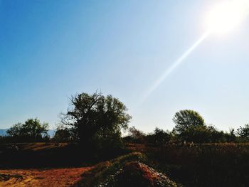 Scenic view of field against clear sky