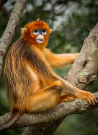 Close-up of monkey sitting on tree