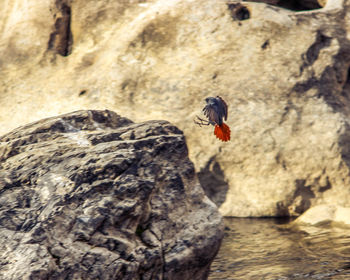 Close-up of bird perching on rock