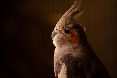 Close-up of bird