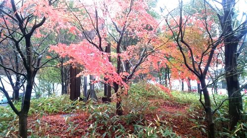 Trees in park