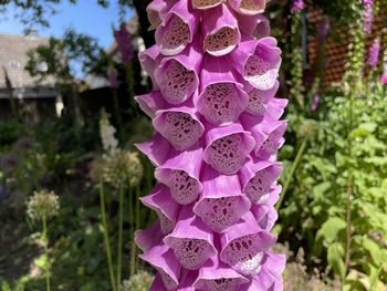 Close-up of pink flowering plant