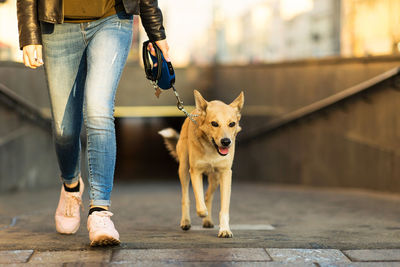 Low section of man with dog standing outdoors