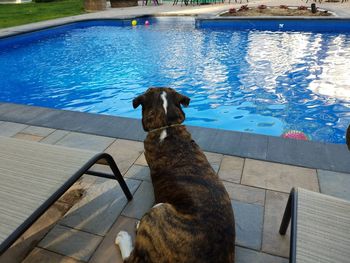 High angle view of dog on swimming pool