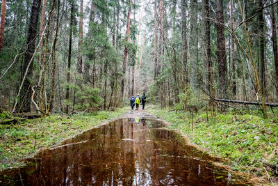 Rear view of man walking in forest