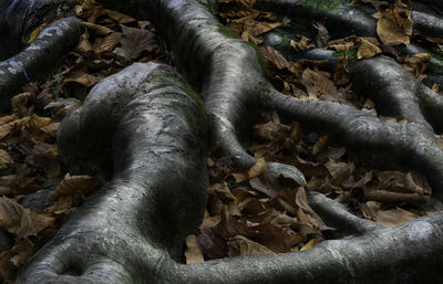 High angle view of a reptile in a forest