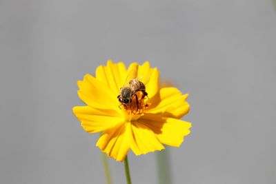 Close-up of bee pollinating on yellow flower