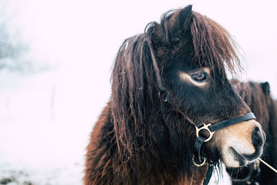 Close-up of horse against sky