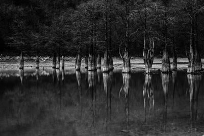 Scenic view of lake in forest