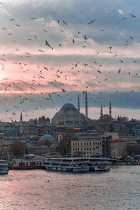 Flock of birds flying over buildings in city