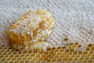 Close-up of honey bee